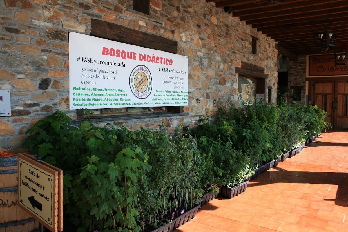 You are currently viewing El arce en nuestro Bosque Didáctico