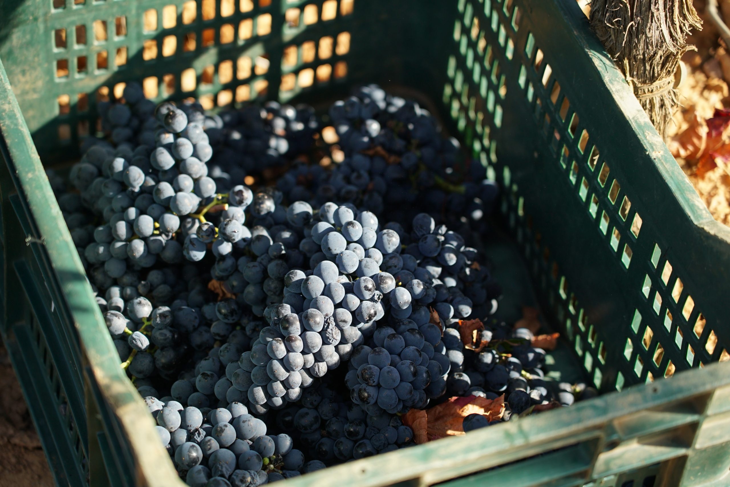 You are currently viewing La vendimia en Prada A Tope, pistoletazo de salida en El Bierzo