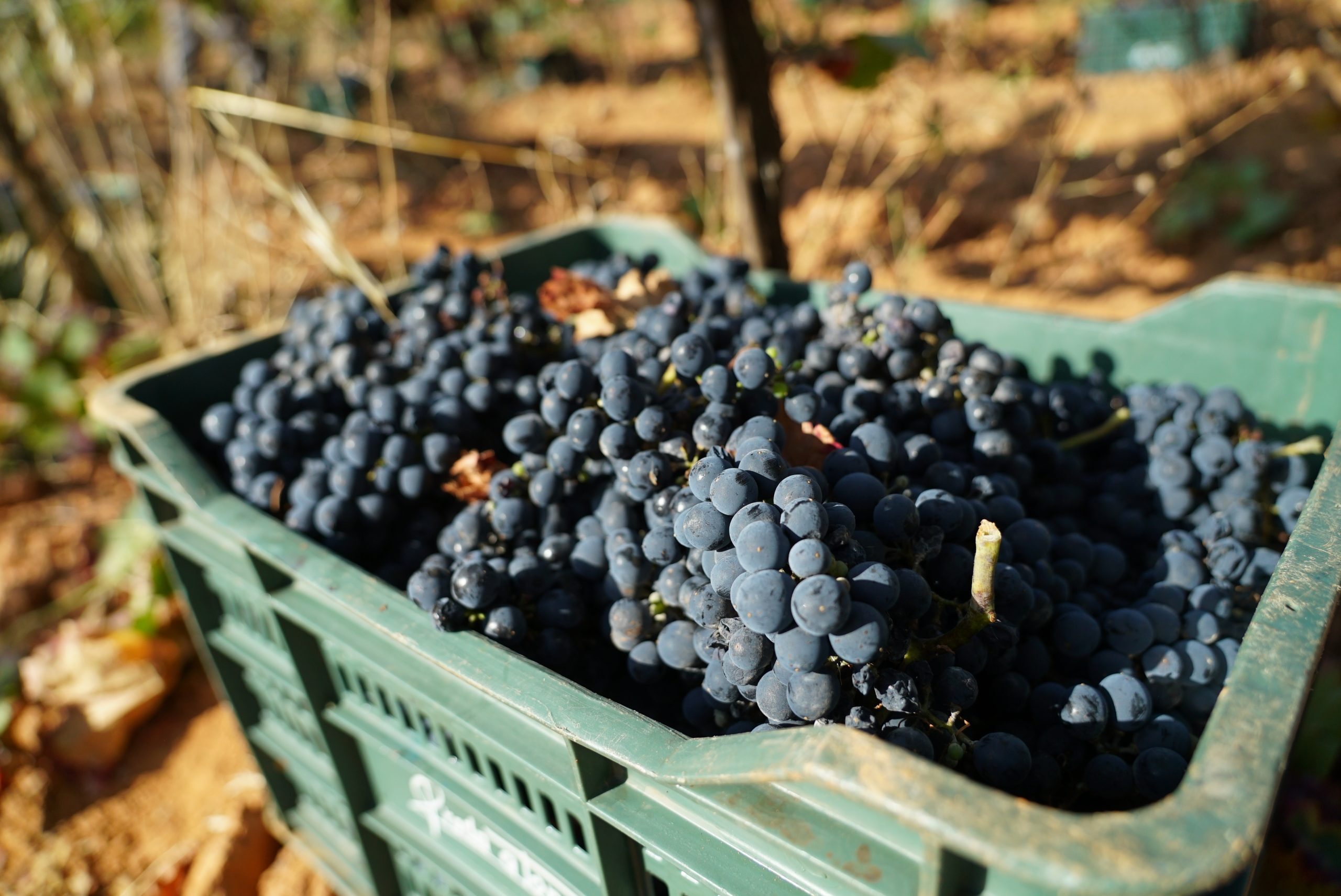 You are currently viewing Prada finaliza la vendimia y el Maceración comienza la cuenta atrás para el 9 de noviembre