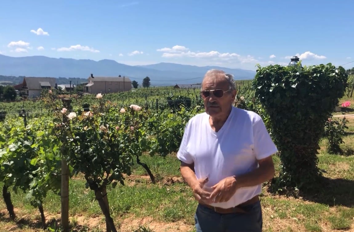 You are currently viewing La uva Godello, una apuesta personal de Prada