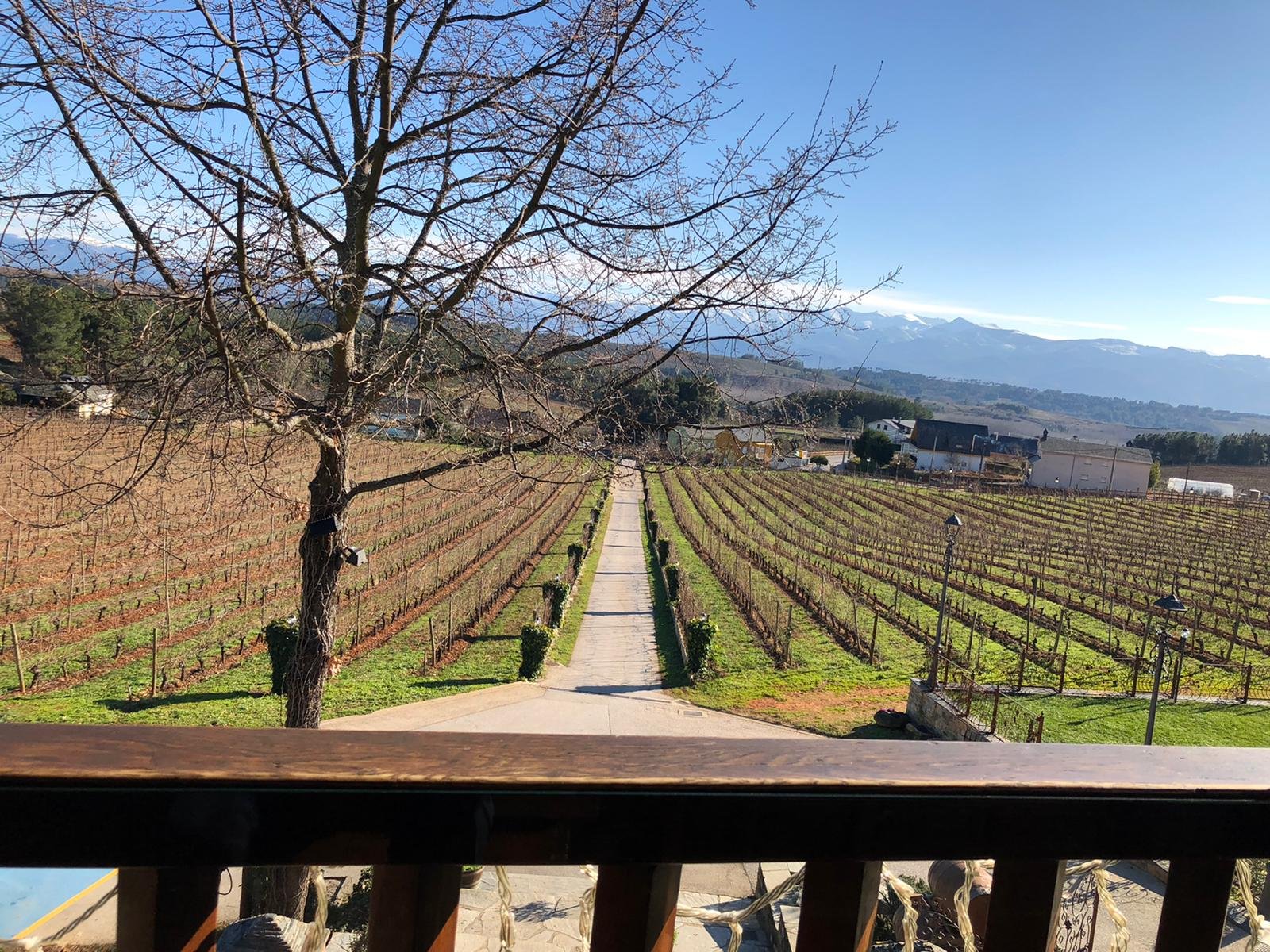 You are currently viewing El frío y el invierno desnudan los viñedos de Palacio de Canedo