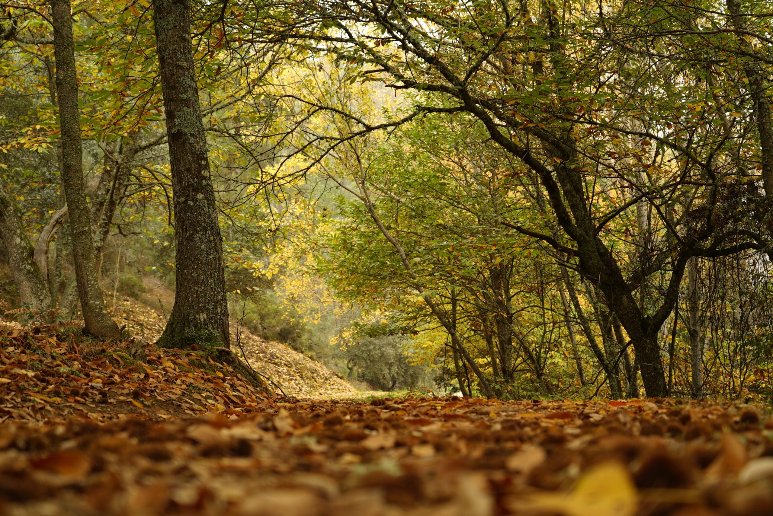 You are currently viewing Un otoño romántico en el Palacio de Canedo