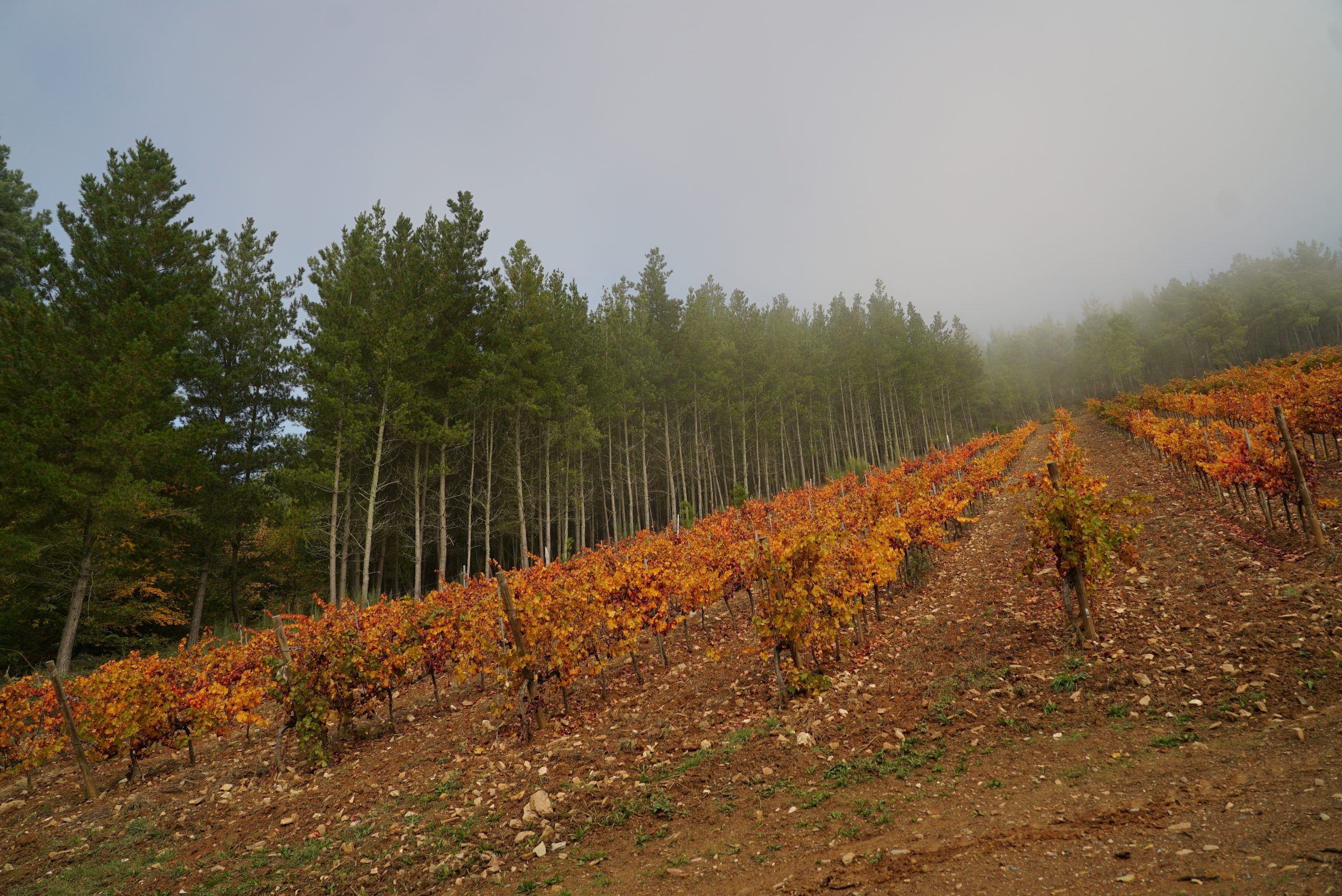 You are currently viewing Un otoño mágico en el Palacio de Canedo