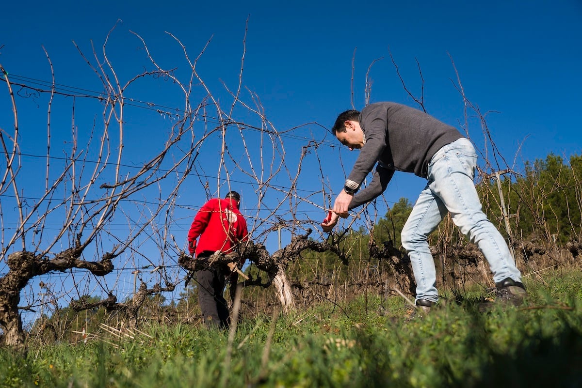 You are currently viewing La poda en los viñedos de Prada del Palacio de Canedo