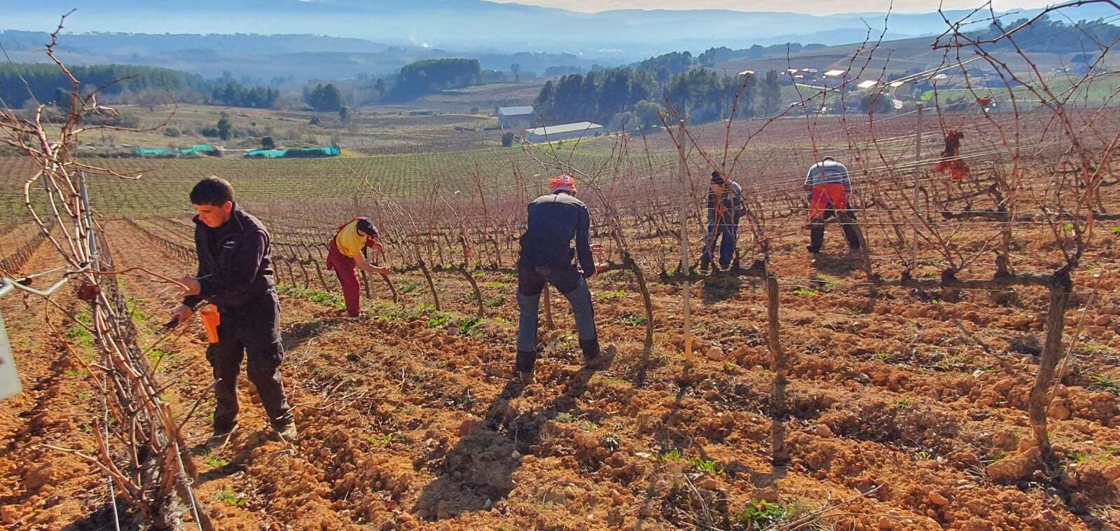 En este momento estás viendo Invierno: la poda llega a los viñedos