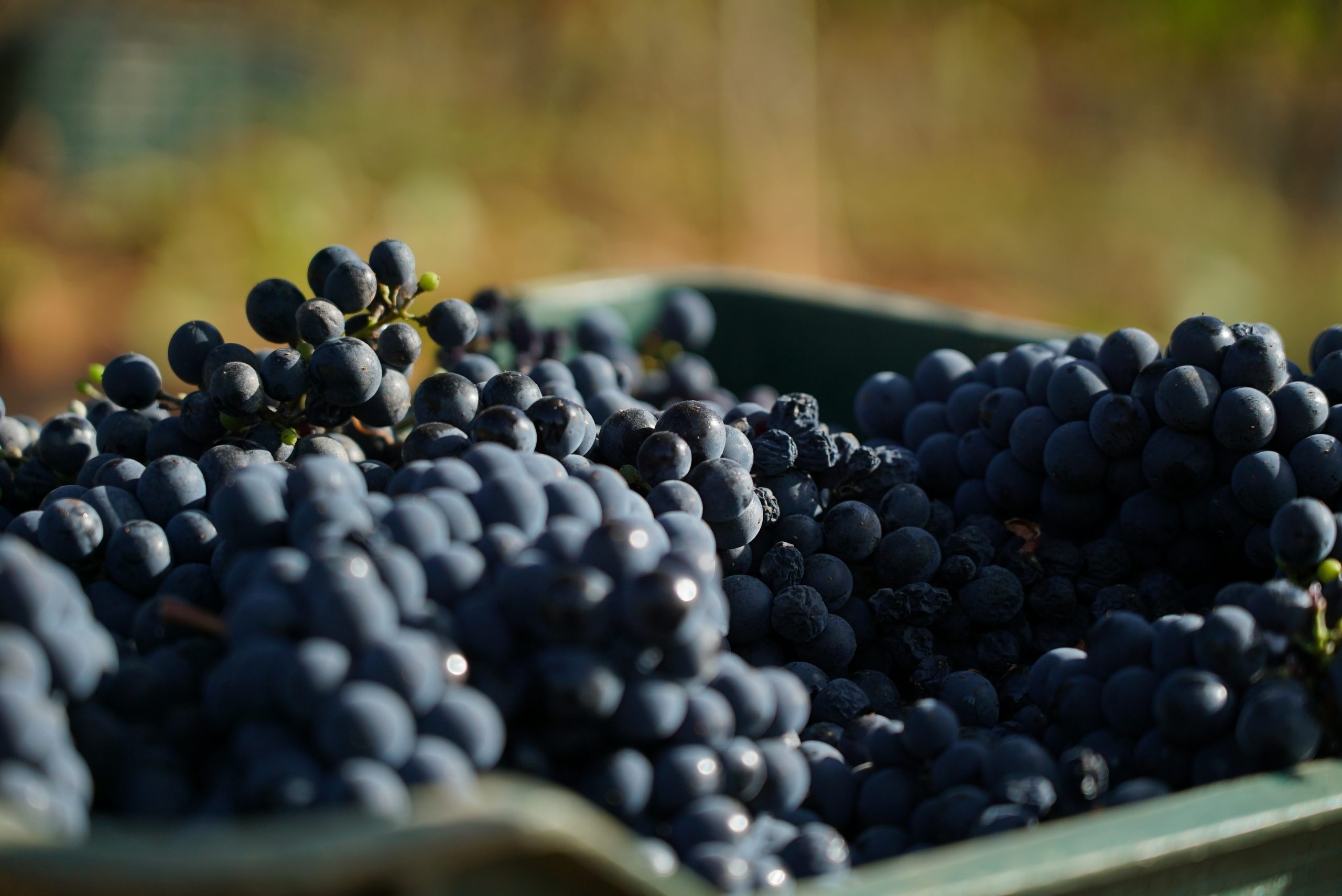 En este momento estás viendo En Prada A Tope ponemos punto y final a la vendimia 2021