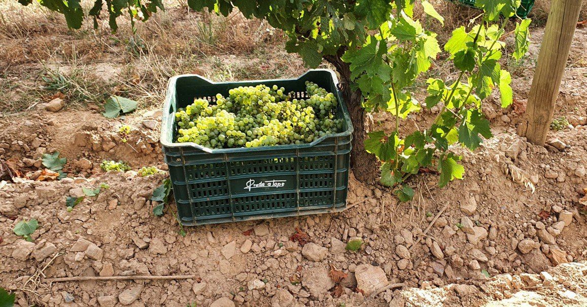 En este momento estás viendo La vendimia de la añada 2024 comienza con las uvas para nuestro Xamprada