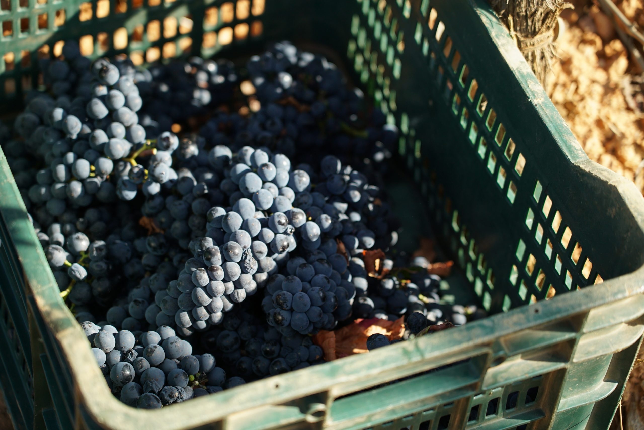 En este momento estás viendo Comienza una nueva añada en Prada A Tope