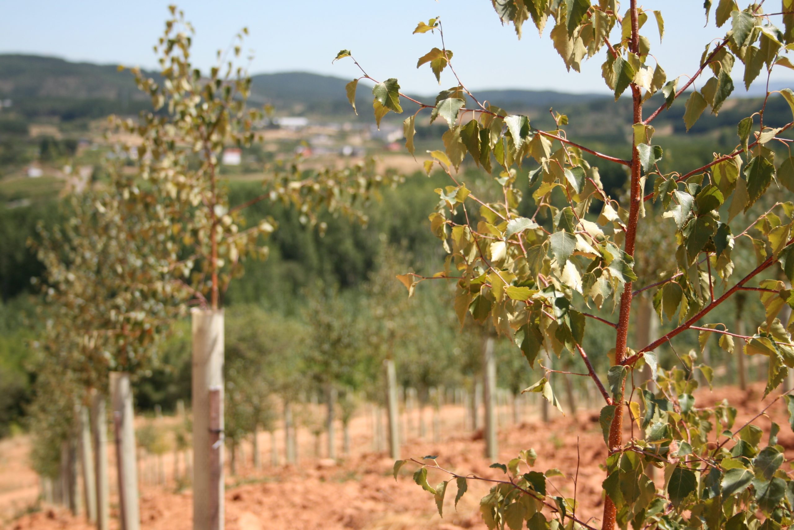 You are currently viewing El Bosque Didáctico de Prada A Tope