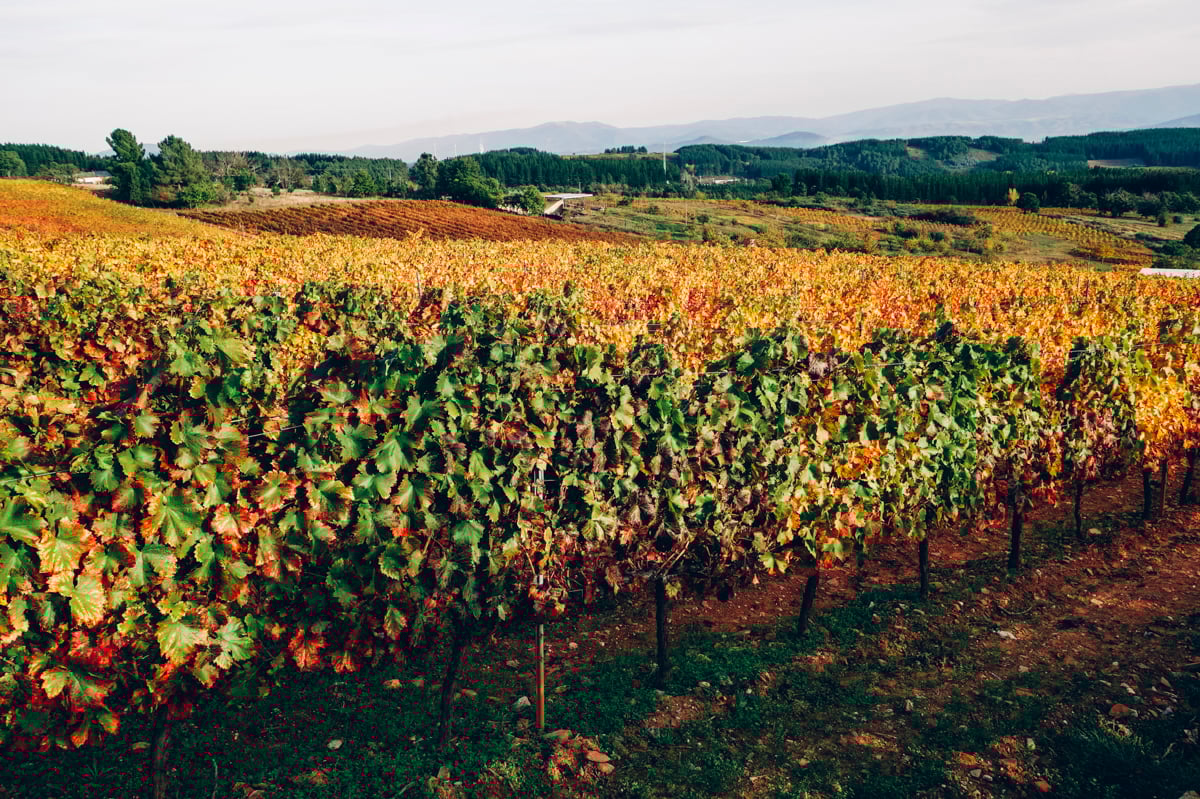 En este momento estás viendo Otoño: mosaico de colores en los viñedos de Palacio de Canedo