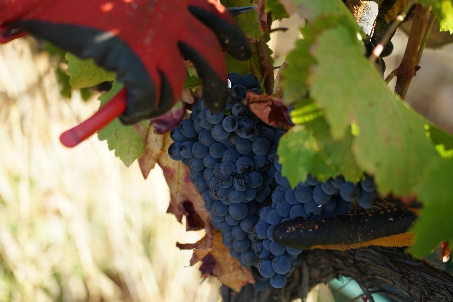 You are currently viewing Las uvas para el Xamprada empiezan a entrar en la bodega del Palacio de Canedo