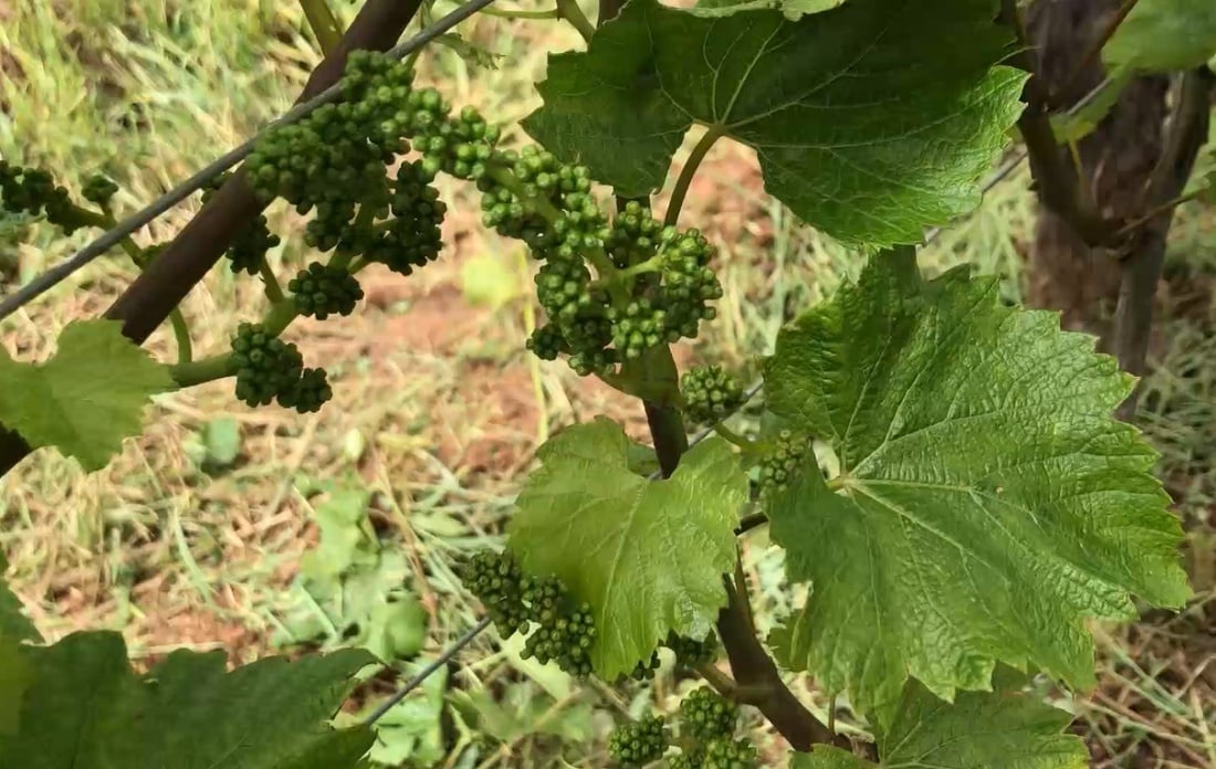 En este momento estás viendo Los viñedos de Palacio de Canedo vuelven a la vida